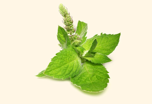 Fresh Peppermint leaves as herbal remedies for sibo